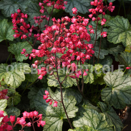 image de Heuchera x Paris