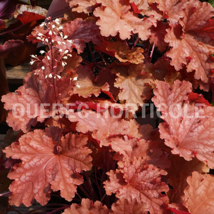 image de Heuchera x Primo® Peachberry Ice