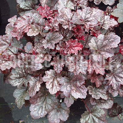 image de Heuchera x Plum Pudding