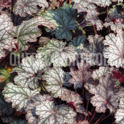 image de Heuchera x Raspberry Ice