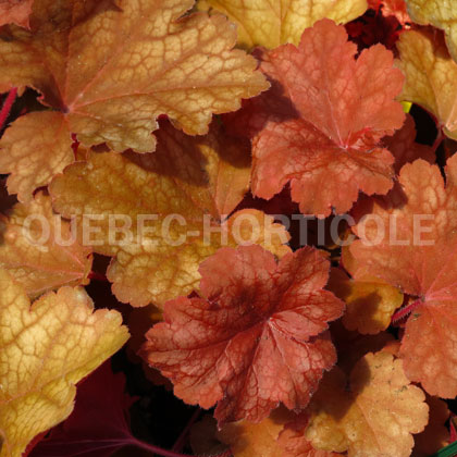 image de Heuchera x Rio