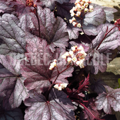 image de Heuchera x Shanghai