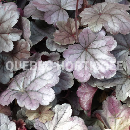 image de Heuchera x Dolce® Silver Gumdrop