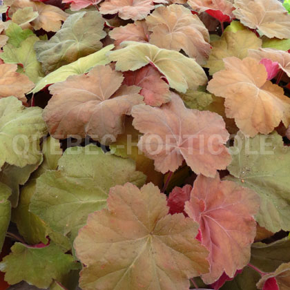 image de Heuchera x Southern Comfort