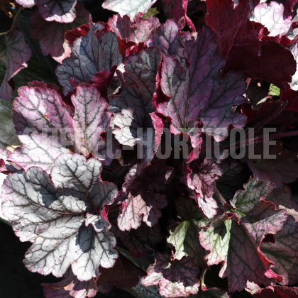 image de Heuchera x Spellbound