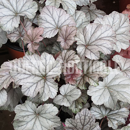 image de Heuchera x Stainless Steel