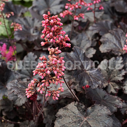 image de Heuchera x Timeless Night