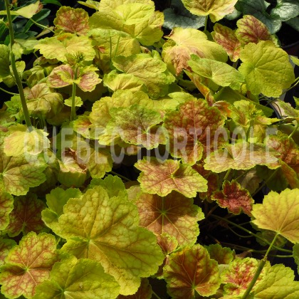 image de Heuchera x Tiramisu