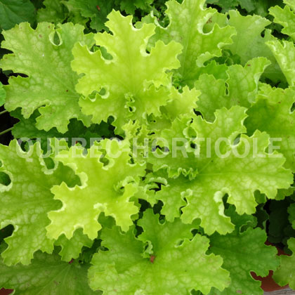 image de Heuchera x Twist of Lime