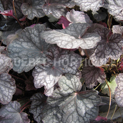 image de Heuchera x Velvet Night