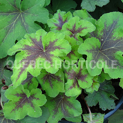 image de Heucherella (X Heucherella) Art Nouveau