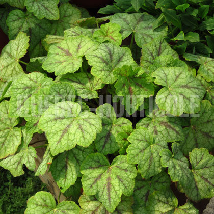 image de Heucherella (X Heucherella) Glacier Falls