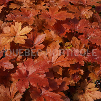 image de Heucherella (X Heucherella) Hopscotch