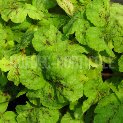 image de Heucherella (X Heucherella) Yellowstone Falls