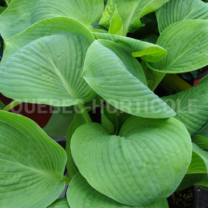 image de Hosta Abiqua Drinking Gourd