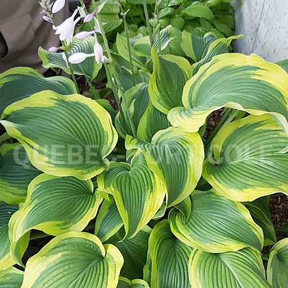 image de Hosta Atlantis