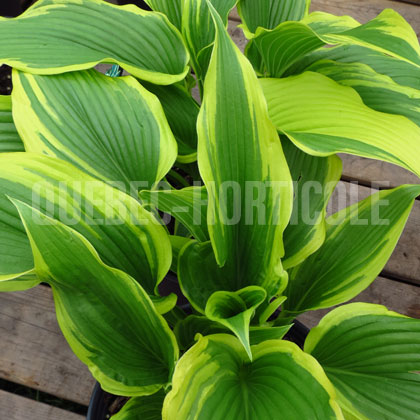 image de Hosta montana Aureomarginata