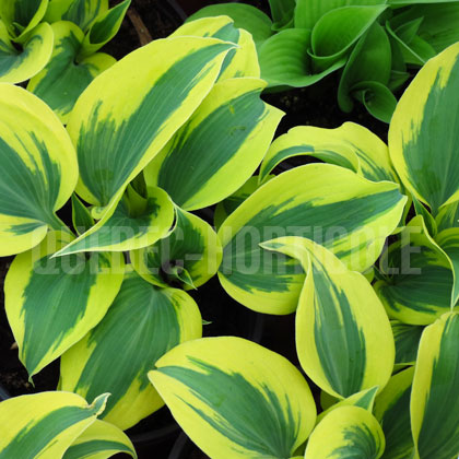 image de Hosta Autumn Frost