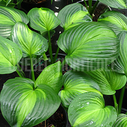 image de Hosta Avocado