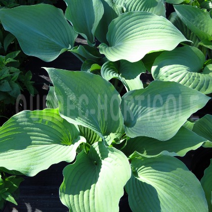 image de Hosta Blue Angel