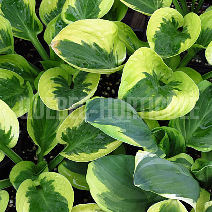 image de Hosta Brim Cup