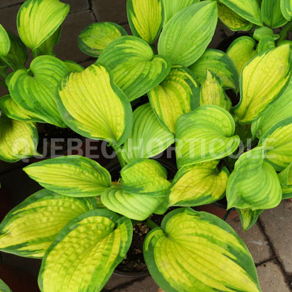 image de Hosta Brother Stefan