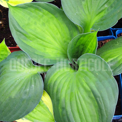 image de Hosta Captain Kirk