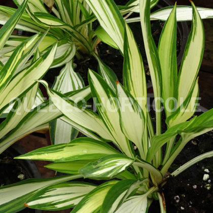 image de Hosta Cool as a Cucumber