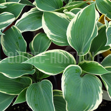 image de Hosta El Nino