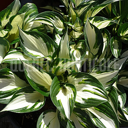 image de Hosta Fire And Ice