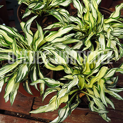 image de Hosta Fireworks