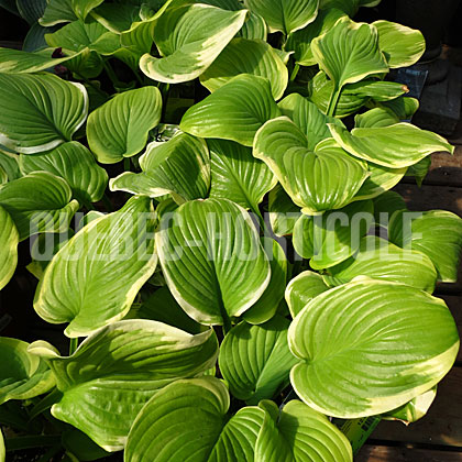 image de Hosta Fragrant Bouquet