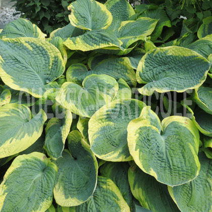 image de Hosta sieboldiana Frances Williams