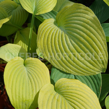 image de Hosta Golden Waffles