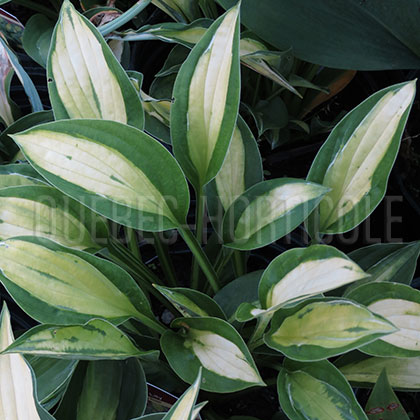 image de Hosta Gypsy Rose