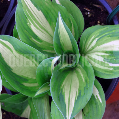 image de Hosta Half and Half