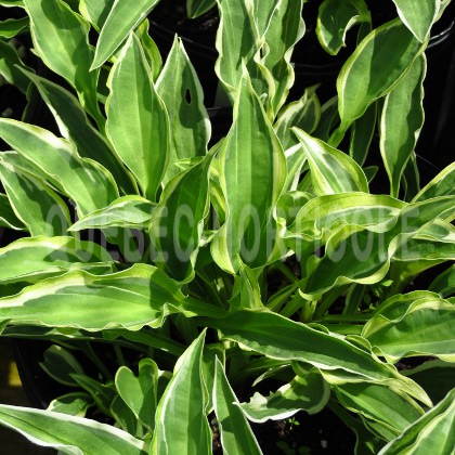 image de Hosta Hanky Panky