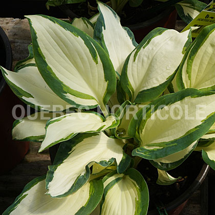 image de Hosta Hans