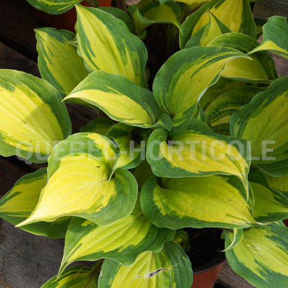 image de Hosta Island Breeze