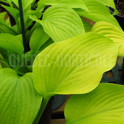 image de Hosta Key West