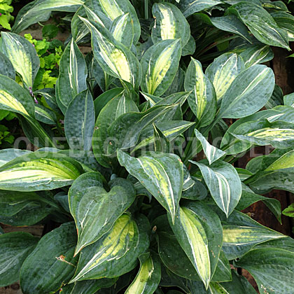 image de Hosta Kiwi Full Monty