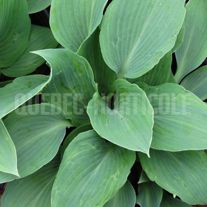 image de Hosta Krossa Regal