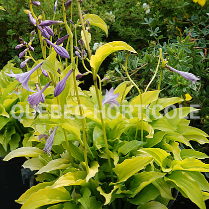 image de Hosta Lemon Lime