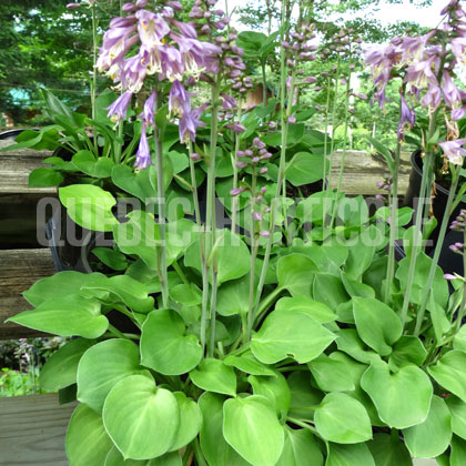 image de Hosta Limey Lisa