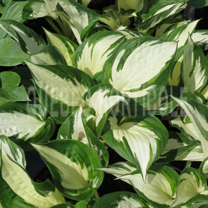 image de Hosta Loyalist