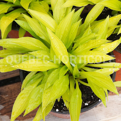 image de Hosta Munchkin Fire