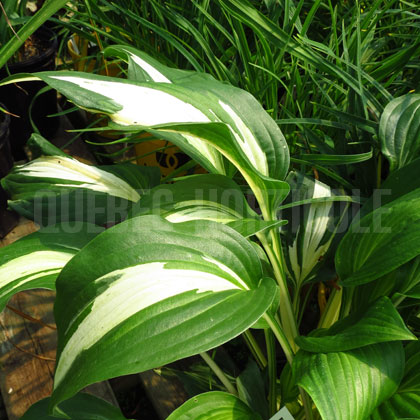 image de Hosta Night Before Christmas