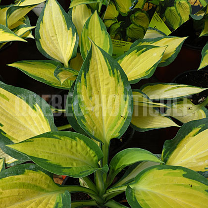 image de Hosta Orange Marmalade