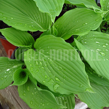 image de Hosta Osiris Louis Cyr