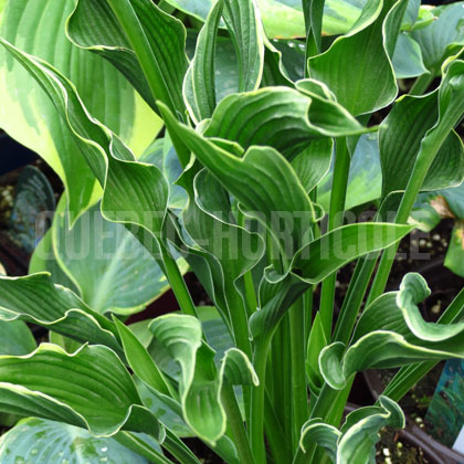 image de Hosta Praying Hands